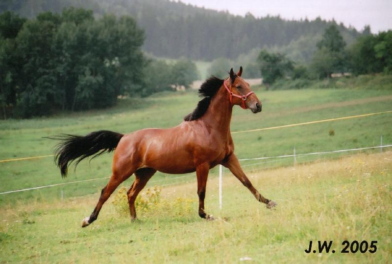 Vilem_ve_cvalu_I.jpg