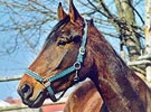Obrazek